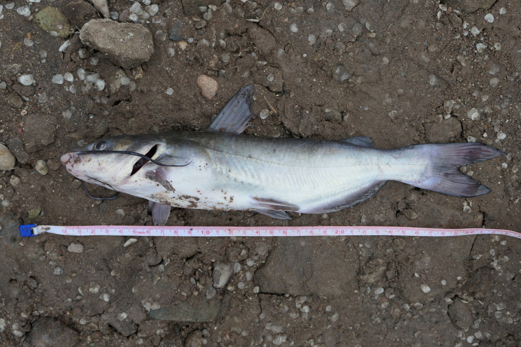 Yaqui Catfish