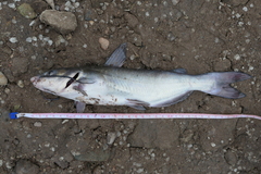 Yaqui Catfish photo 1