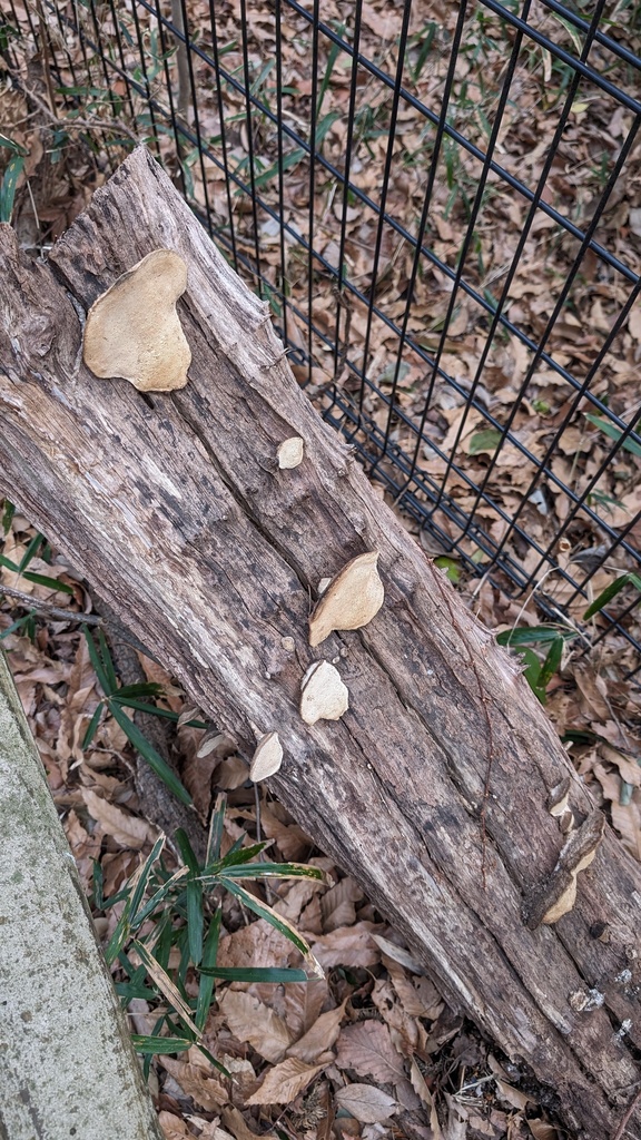 Fomitopsis dickinsii · March 2024 · photo: © atsushi_nakajima_cirque (iNaturalist, cc-by)