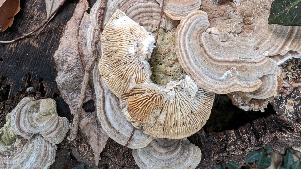 Trametes betulina · March 2024 · photo: © atsushi_nakajima_cirque (iNaturalist, cc-by)