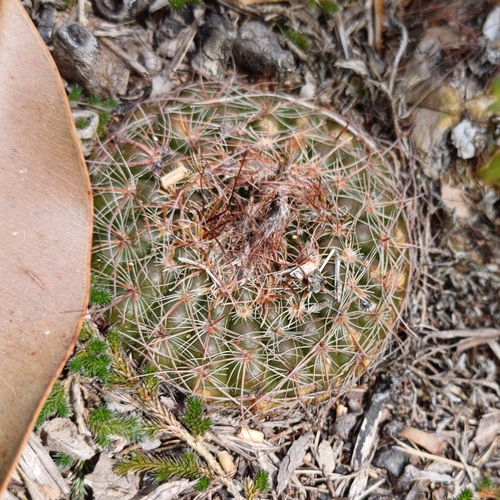 Parodia concinna