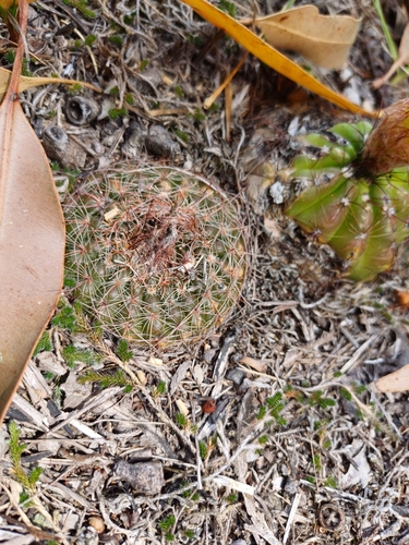 Image of Parodia concinna by (c) Agustina Medina, some rights reserved (CC BY)