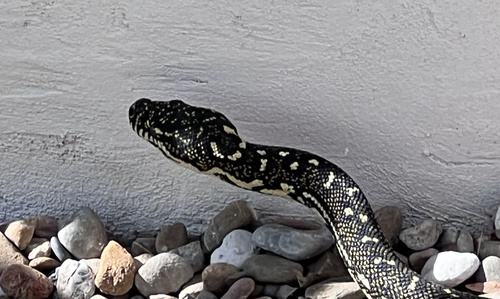 Diamond Python sighting