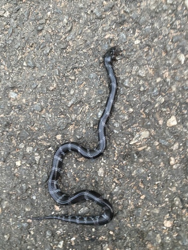 Semi-annulated Wolf Snake