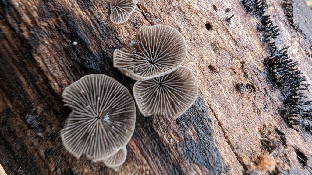 Resupinatus applicatus