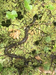 Nerodia fasciata