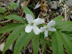 Cardamine heptaphylla