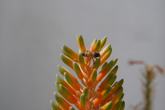 Apis mellifera