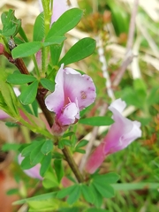 Chamaecytisus purpureus