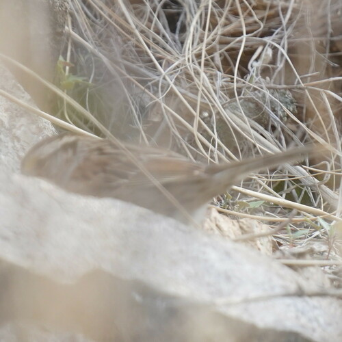 White-throated Sparrow photographed in Arizona
