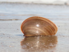 Megapitaria squalida