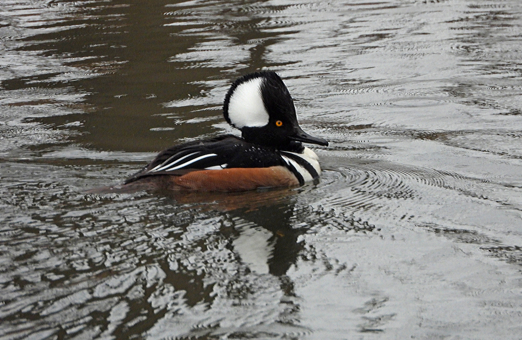 Hooded Merganser from FenwayKenmore, Boston, MA, USA on March 2, 2024