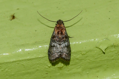 Pococera maritimalis