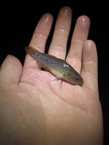 Purple-spotted gudgeon (Mogurnda adspersa) — Eleotridae — 3