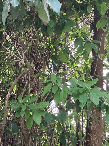 Red manjack (Cordia collococca)