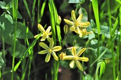 Triteleia