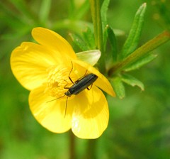 Oedemera lurida