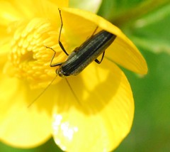 Oedemera lurida