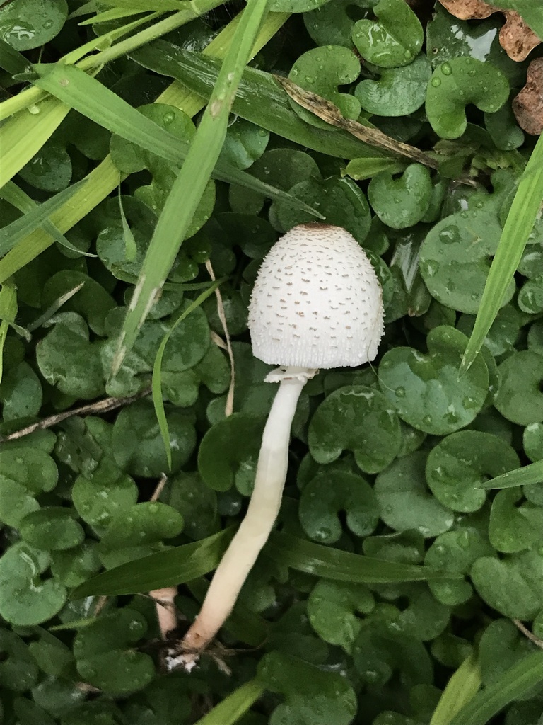 Leucocoprinus cepistipes · March 2024 · photo: © tutitah (iNaturalist, cc0)