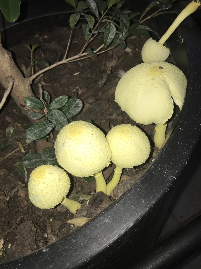 Leucocoprinus birnbaumii · March 2024 · photo: © tutitah (iNaturalist, cc0)