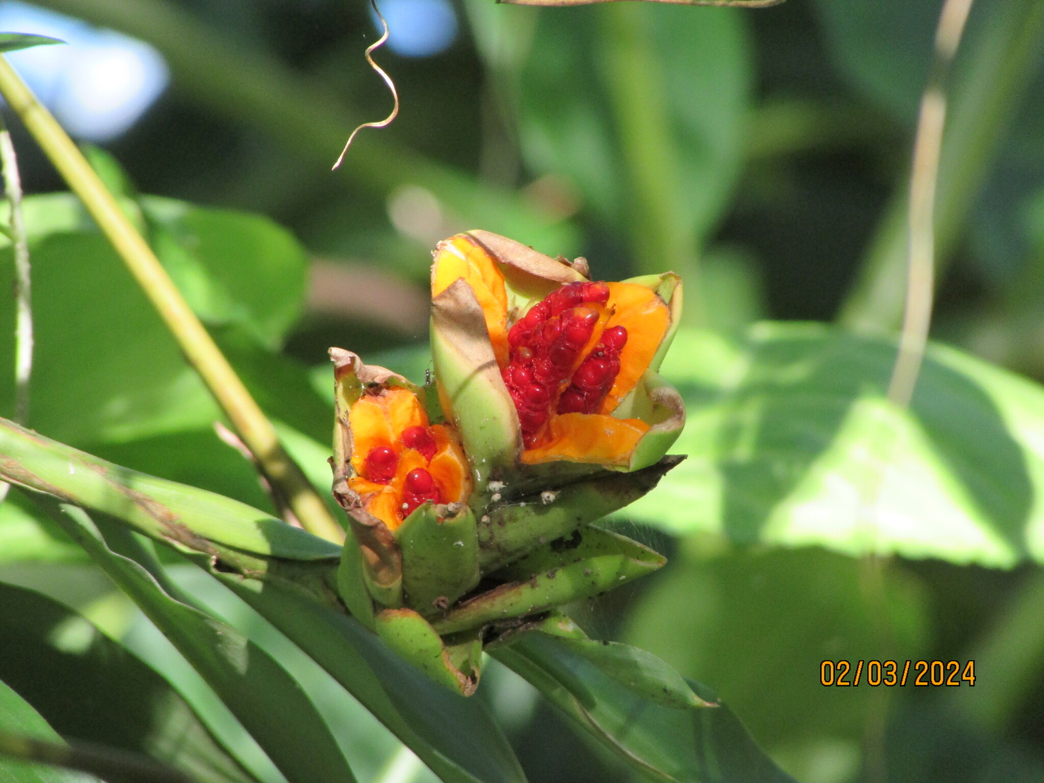 Hedychium coronarium