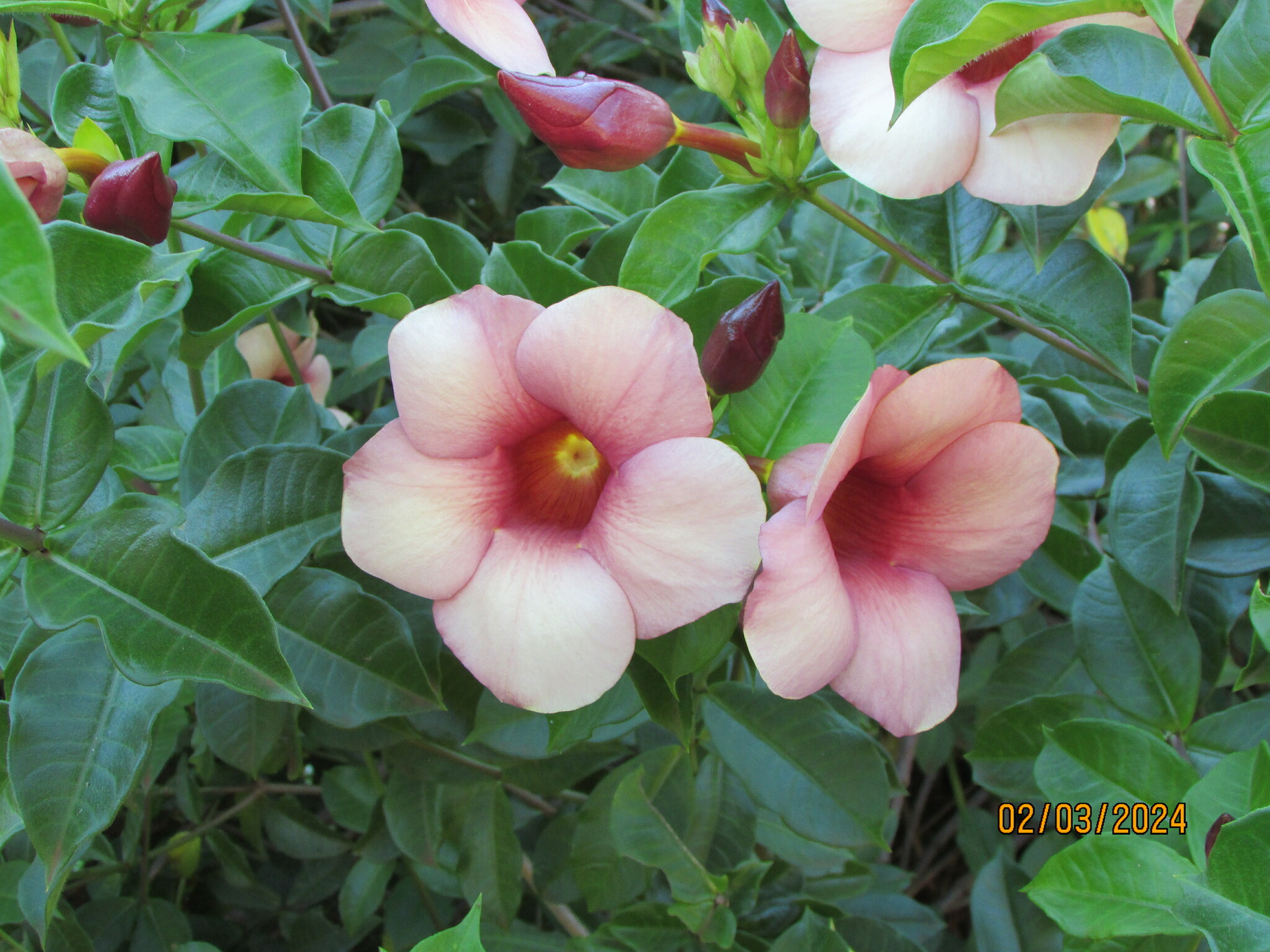 Allamanda blanchetii