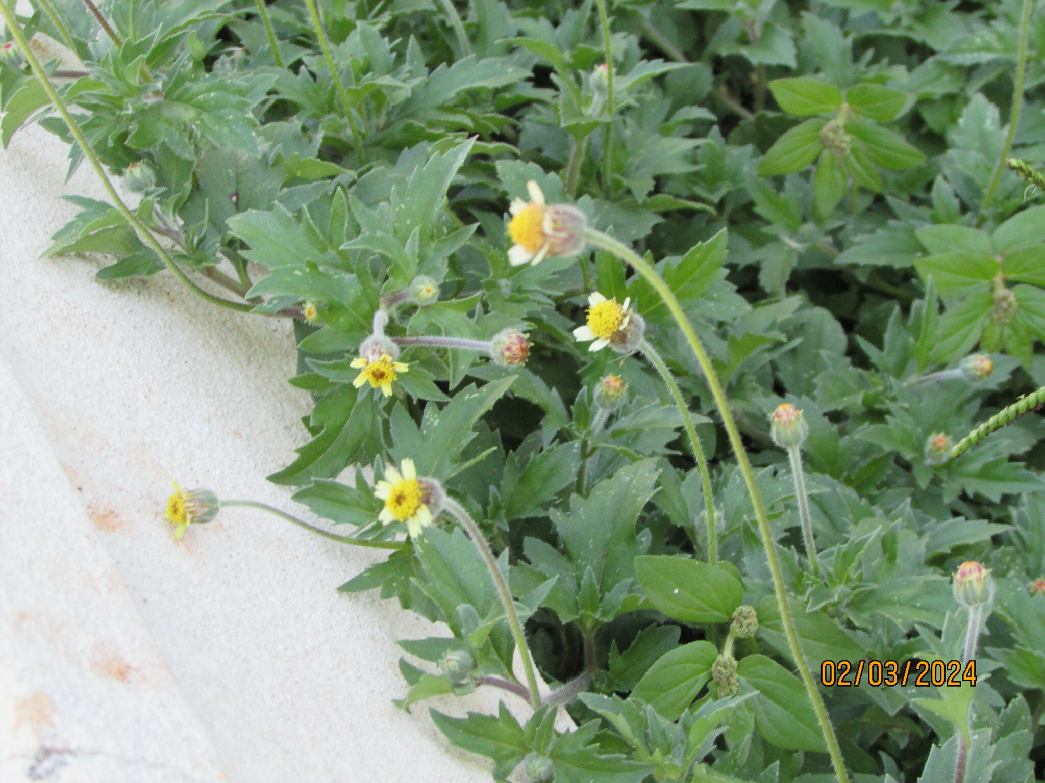 Tridax procumbens