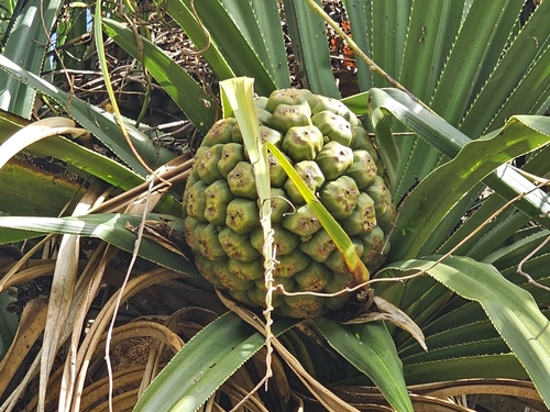 Pandanus tectorius observed 2024-03-03