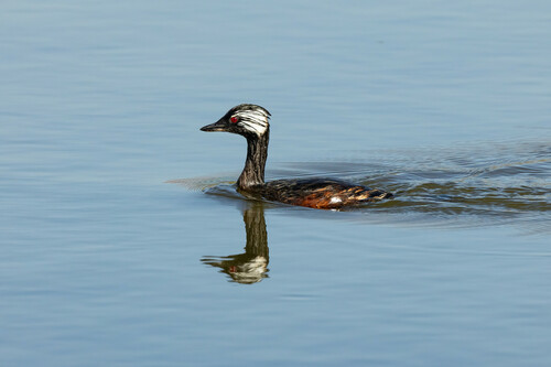 Chilean Grebe