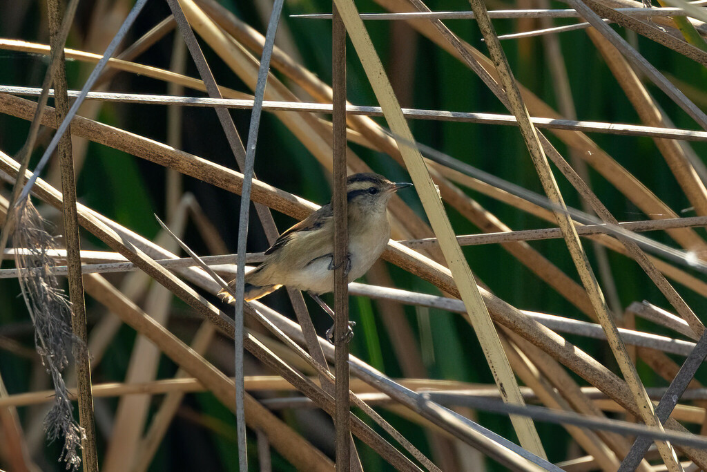Phleocryptes melanops melanops