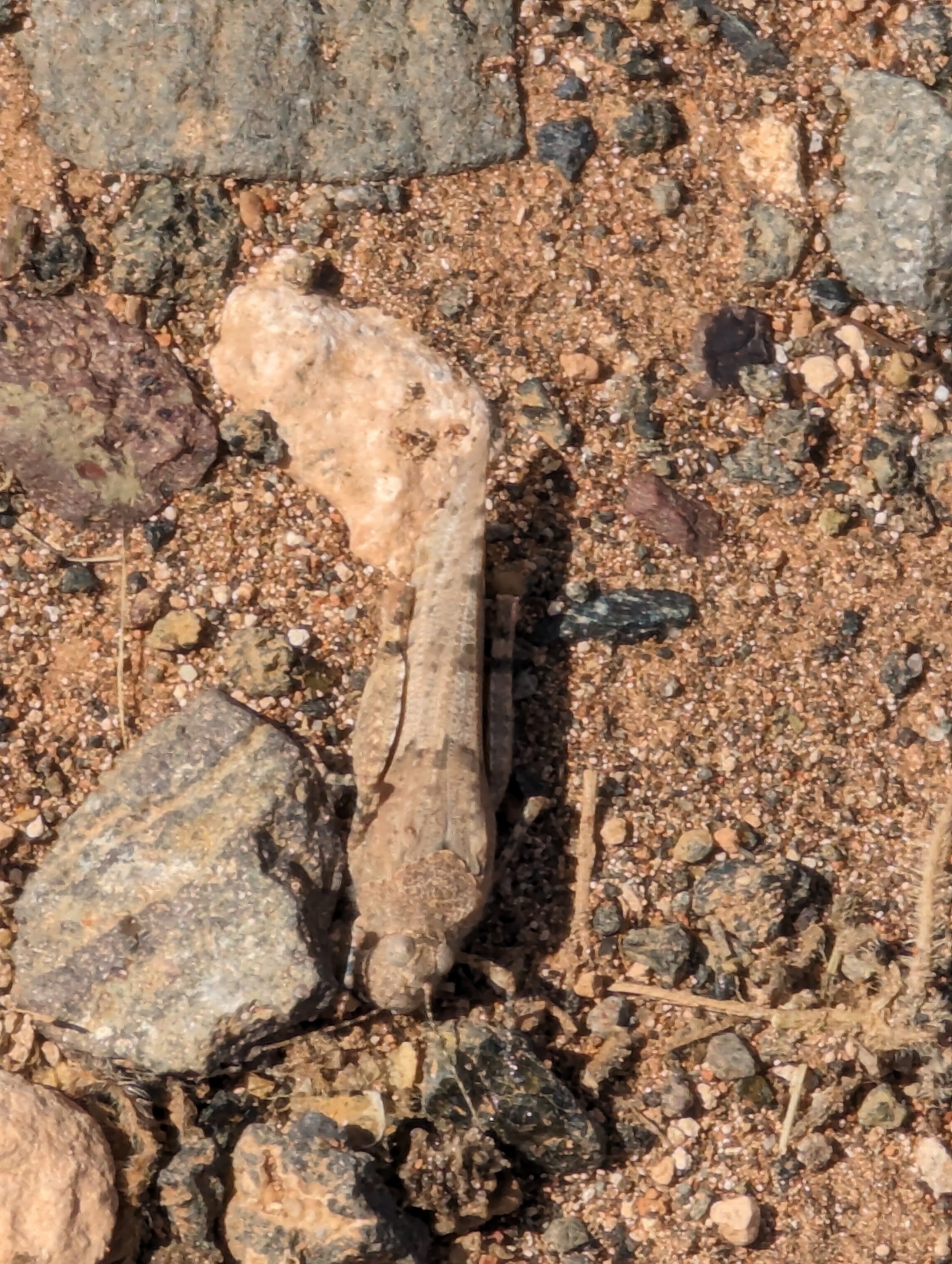 Sphingonotus sublaevis