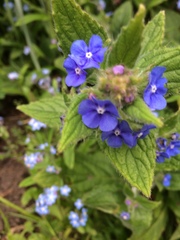 Pentaglottis sempervirens