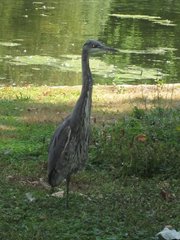 Ardea cinerea