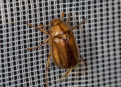 Rhizotrogus aestivus