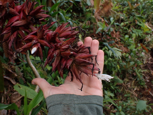 Guzmania lehmanniana