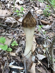 Morchella punctipes