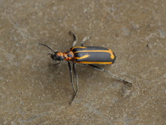 Pyrota insulata