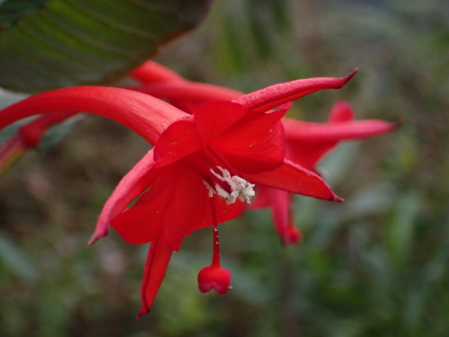 Fuchsia macrostigma (Fuchsia macrostigma)