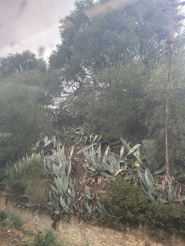 American century plant