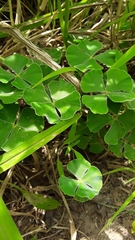 Marsilea macropoda
