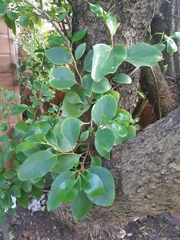 Magnoliopsida