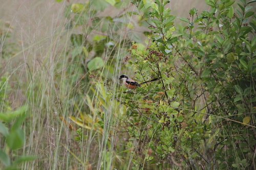 Long-tailed Shrike (Lanius schach), photo 9