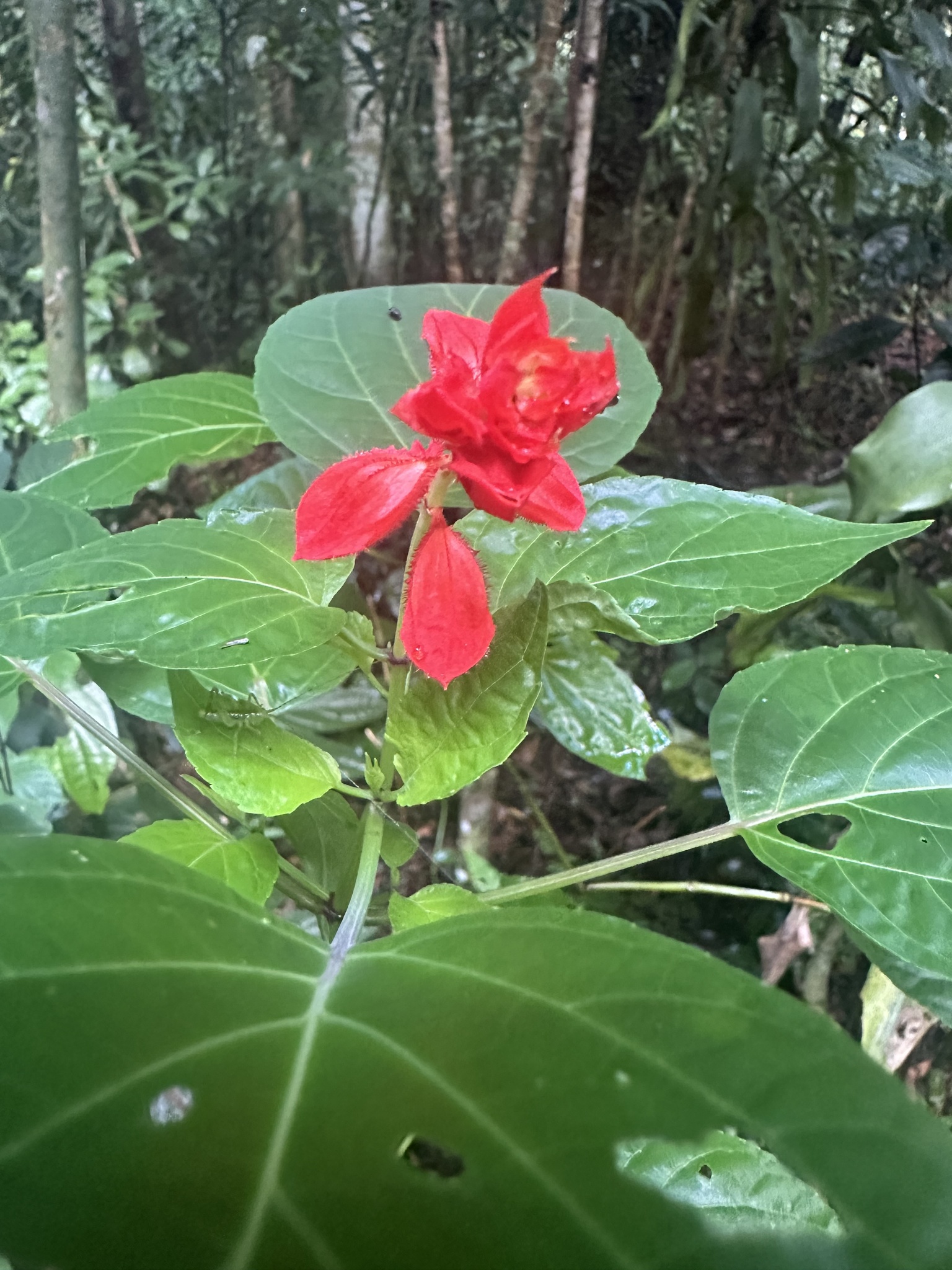 Imagem de Salvia vermelha