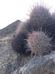 Homalocephala polycephala