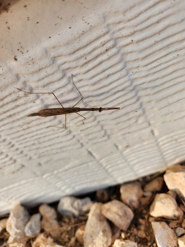 Bistanta campestris