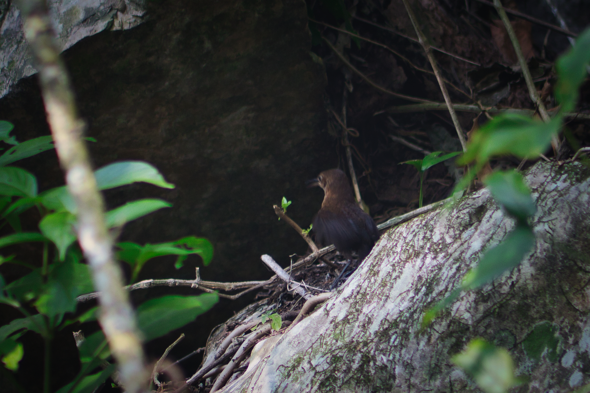 Nava's Wren (Hylorchilus navai)