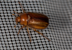 Rhizotrogus aestivus