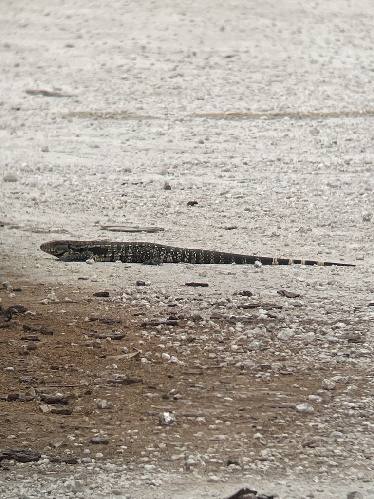 Argentine Black and white Tegu From SW 344th St Homestead FL US On argentine-black-and-white-tegu-from-sw-344th-st-homestead-fl-us-on