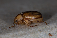 Rhizotrogus aestivus