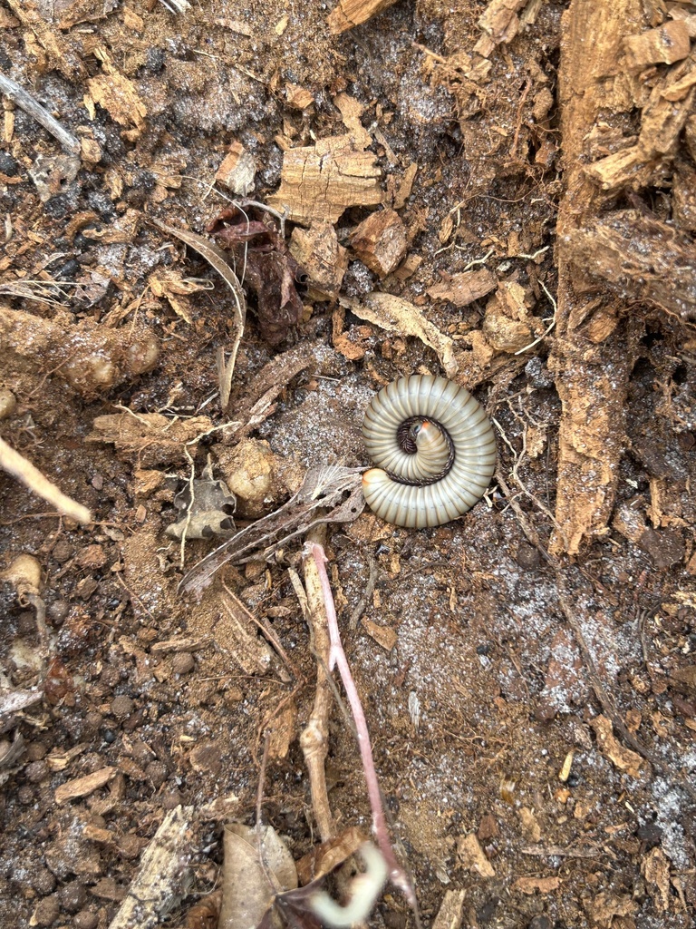Smokey Oak Millipede from Yamato Scrub, Boca Raton, FL, US on March 2